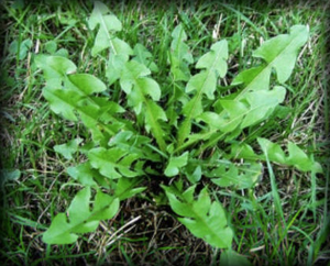 Whole Plant Tincture: Dandelion Root