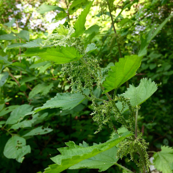 What We Mean By Whole Plants