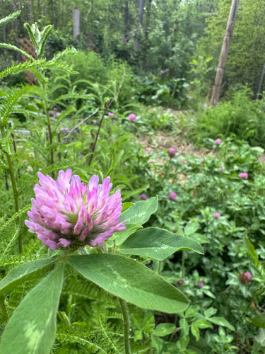 Plant Medicine Workshops
