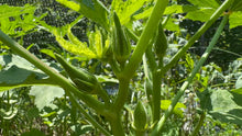 Living with Okra Parts 1-4