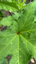 Living with Okra Parts 1-4