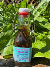 Whole Plant Tincture: Plantain