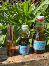 Whole Plant Tincture: Plantain