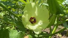 Living with Okra Parts 1-4