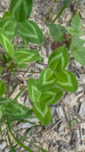 Red Clover All Over Parts 1-4