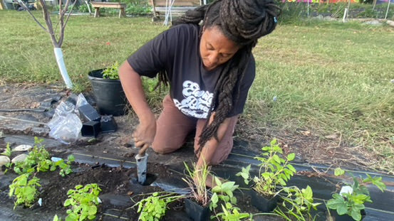 Plant Walks & Herbal Garden Consultations