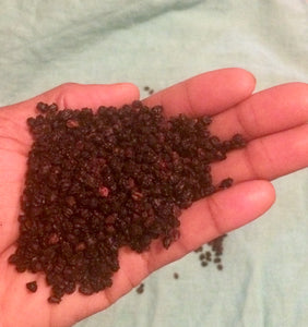 Whole Plant Tincture: Elder Berries