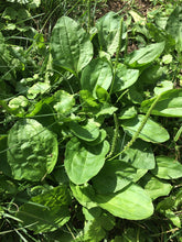 Whole Plant Tincture: Plantain