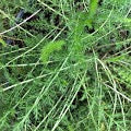 Plant Medicine (online + in-person)