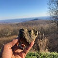 Plant Medicine (online + in-person)
