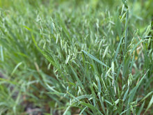 Plant Medicine Workshops