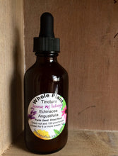 Whole Plant Tincture: Echinacea (angustifolia)