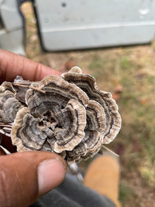 Whole Plant Tincture: Turkey Tail Mushroom