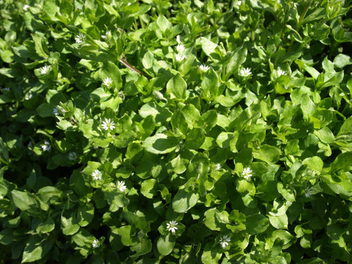 Whole Plant Tincture: Chickweed