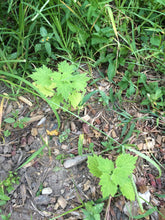 Whole Plant Tincture: Motherwort