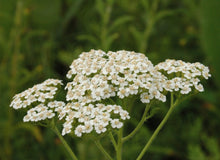Whole Plant Tincture: Yarrow