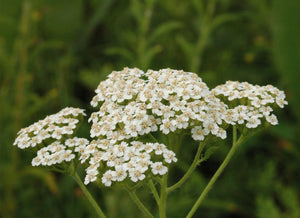 Whole Plant Tincture: Yarrow