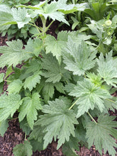 Whole Plant Tincture: Motherwort