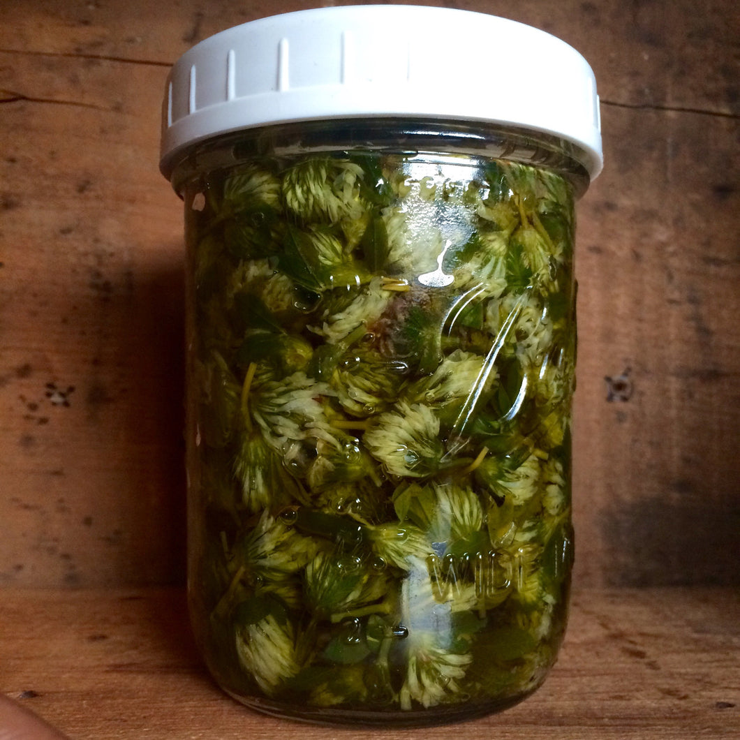 Whole Plant Oils: Red Clover