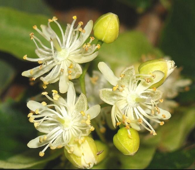 Linden Flowers