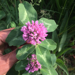 Red Clover