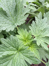 Whole Plant Tincture: Motherwort