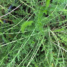 Whole Plant Tincture: Yarrow