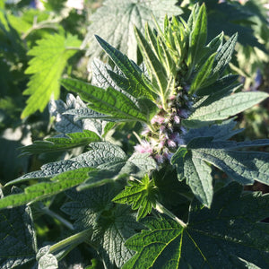 Whole Plant Tincture: Motherwort