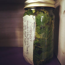 Whole Plant Tincture: Motherwort