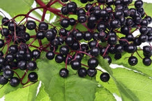 Whole Plant Tincture: Elder Berries
