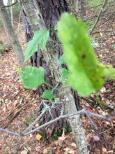 Whole Plant Tincture: Hawthorn